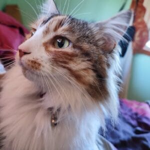 Stop the Stigma: Why Light Novels Are "Real" Books (And Why You Should Read Them)