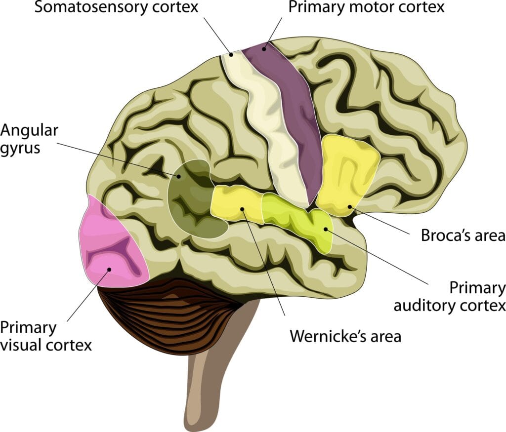 Diagram of the human brain highlighting key areas.